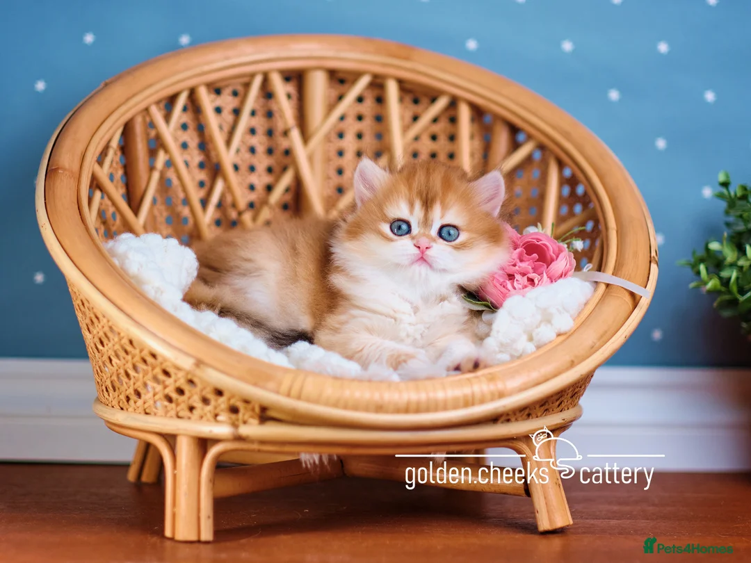 British Longhair cats for sale: British Longhair Golden Female - Advert 3