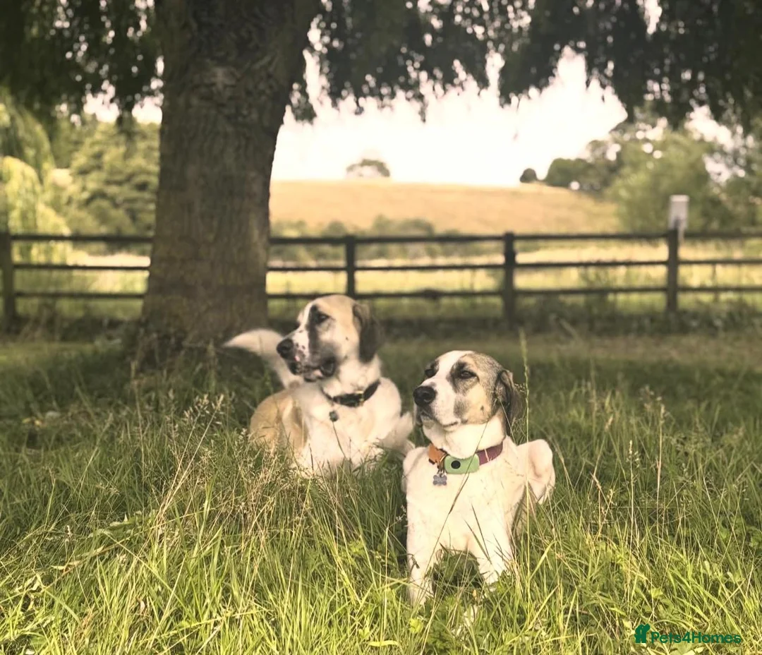 Mixed Breed dogs for adoption: Dexter The Gentle Giant ❤️ - Advert 10