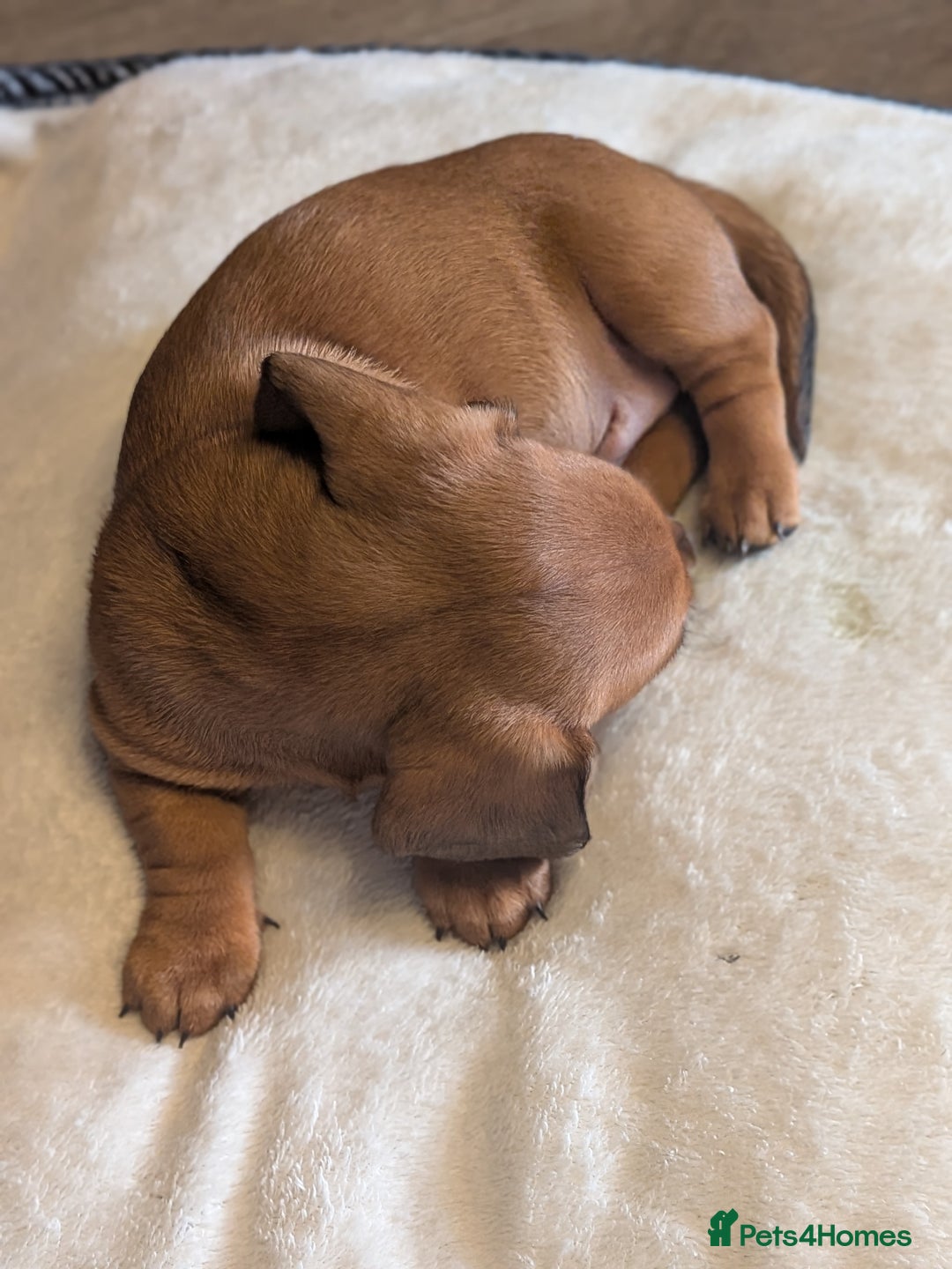 Dachshund dogs for sale: Dachshund puppies  - Advert 25