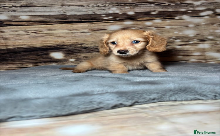 Miniature Dachshund dogs miniature long coat dachshunds - Advert 8