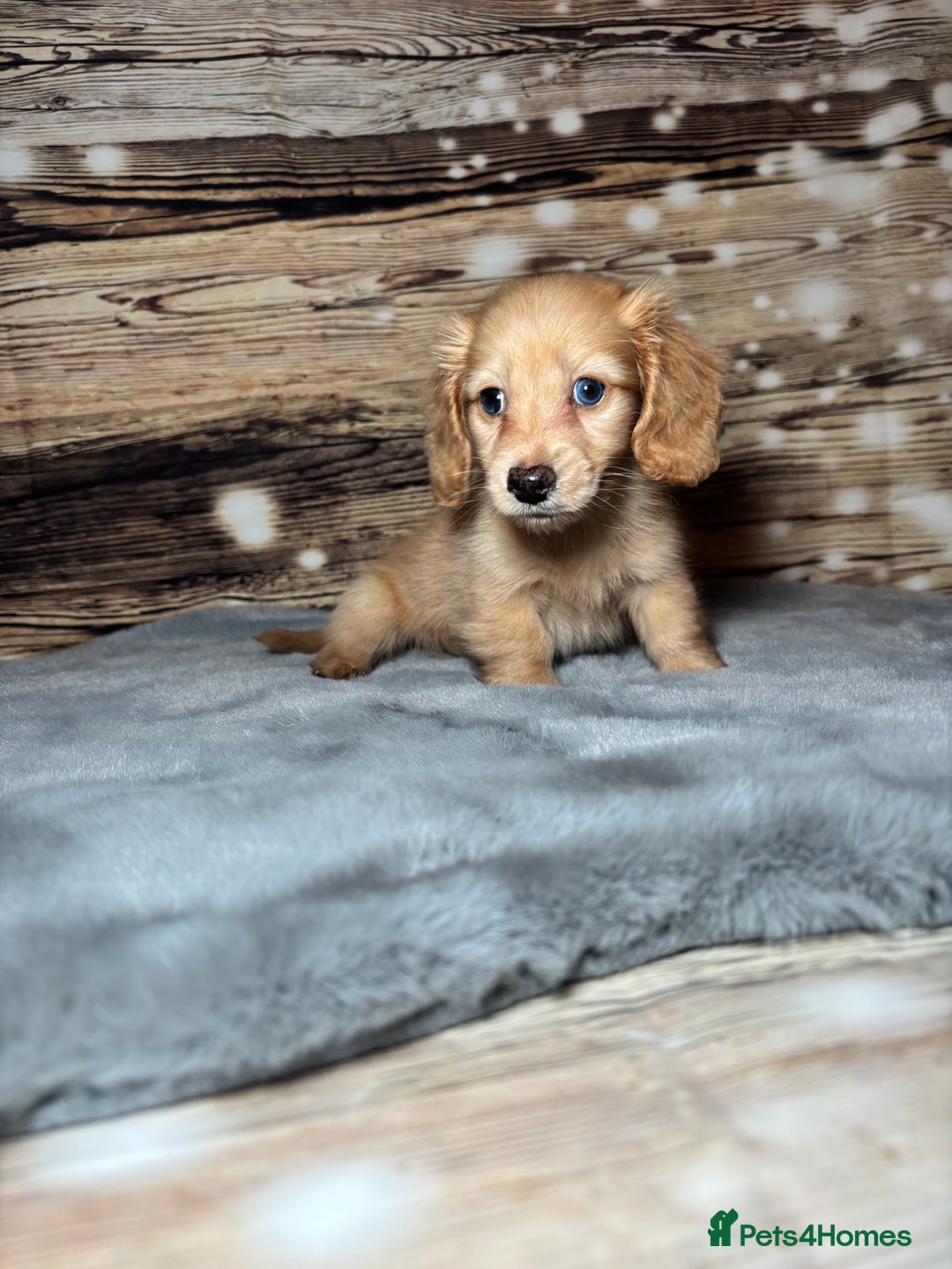 Miniature Dachshund dogs for sale: miniature long coat dachshunds - Advert 6