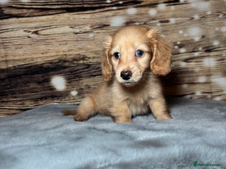 Miniature Dachshund dogs miniature long coat dachshunds - Advert 6