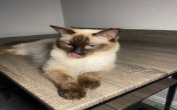 Ragdoll cats for sale: Ragdoll kitten  - Image 11
