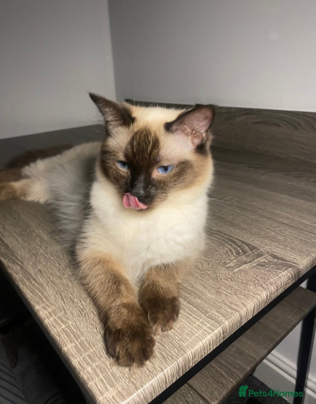 Ragdoll cats for sale: Ragdoll kitten  - Image 11