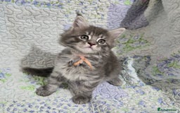 Maine Coon cats for sale: Gorgeous GCCF Maine Coons poss Active - Image 27
