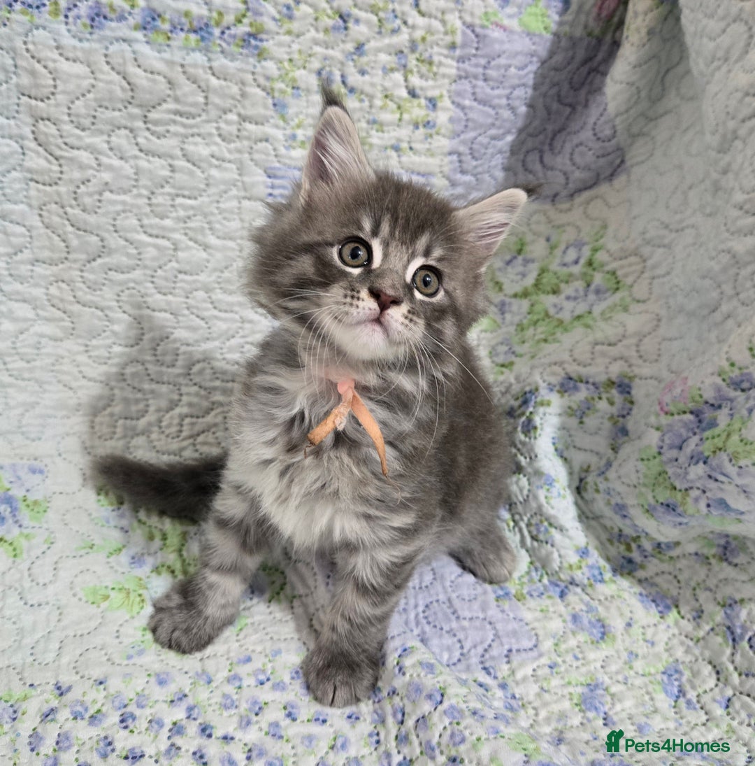 Maine Coon cats for sale: Gorgeous GCCF Maine Coons poss Active - Image 27