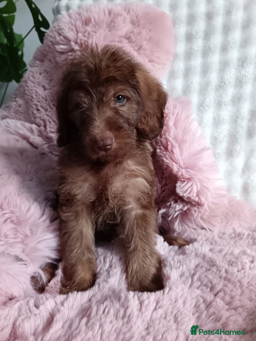 Labradoodle dogs for sale: Labradoodle puppy’s ready now  in Northampton - Advert 1