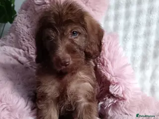 Labradoodle dogs Labradoodle puppy’s ready now - Advert 3