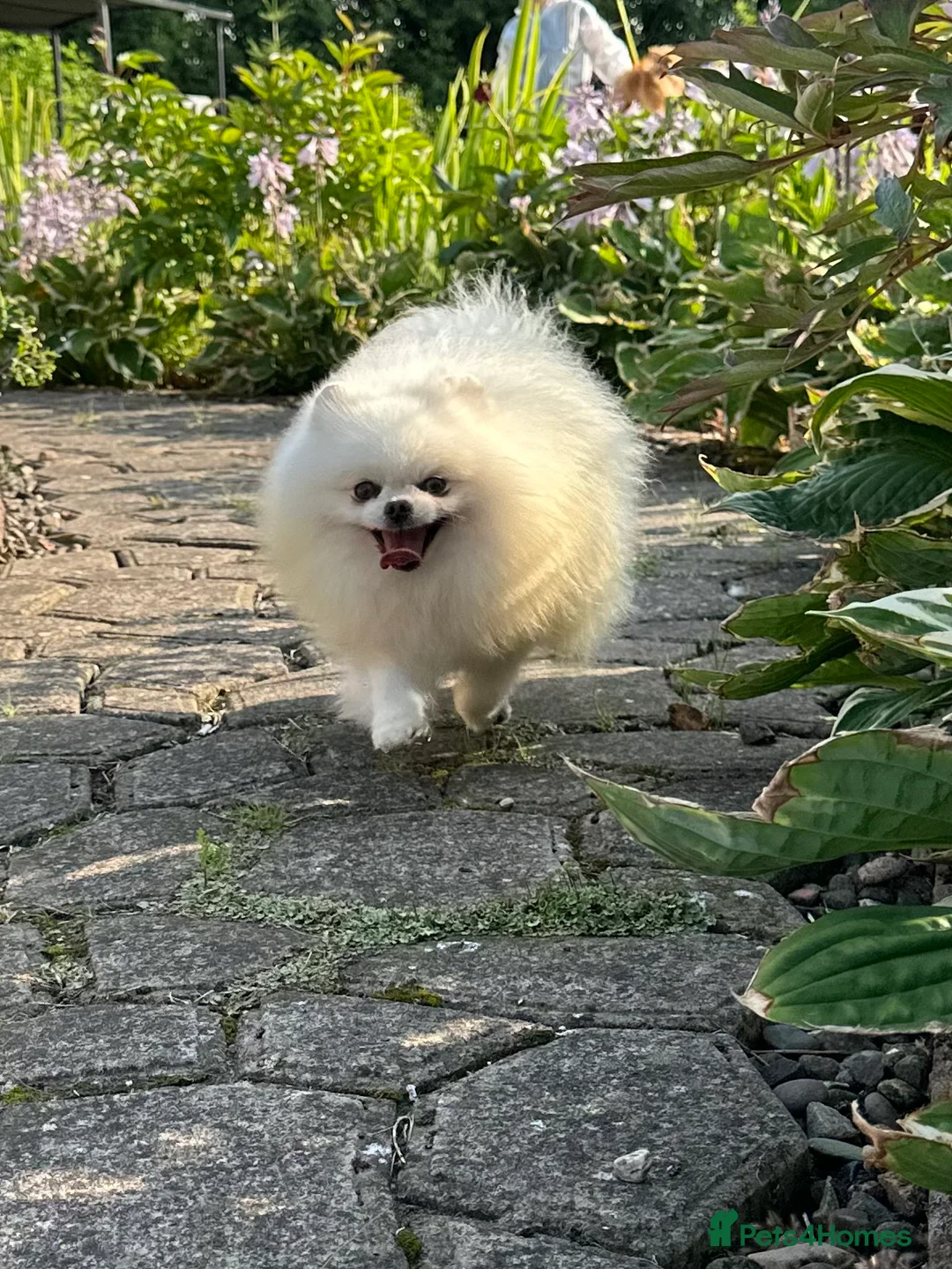 Pomeranian dogs for stud: Stunning optic white boy for stud duties in Lanark - Advert 13