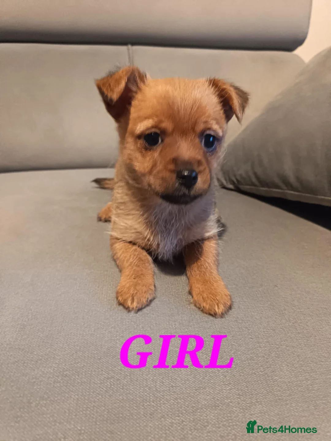 Mixed Breed dogs for sale: 3 Mixed breed puppies  - Advert 4