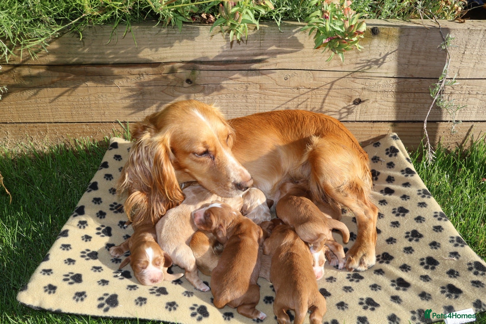 Cocker Spaniel dogs Beautiful Cocker spaniel puppies (working) - Advert 2