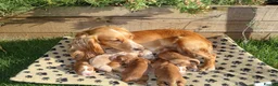 Cocker Spaniel dogs for sale: Beautiful Cocker spaniel puppies (working) - Advert 1