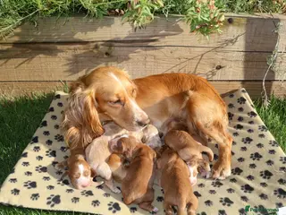 Cocker Spaniel dogs Beautiful Cocker spaniel puppies (working) - Advert 4