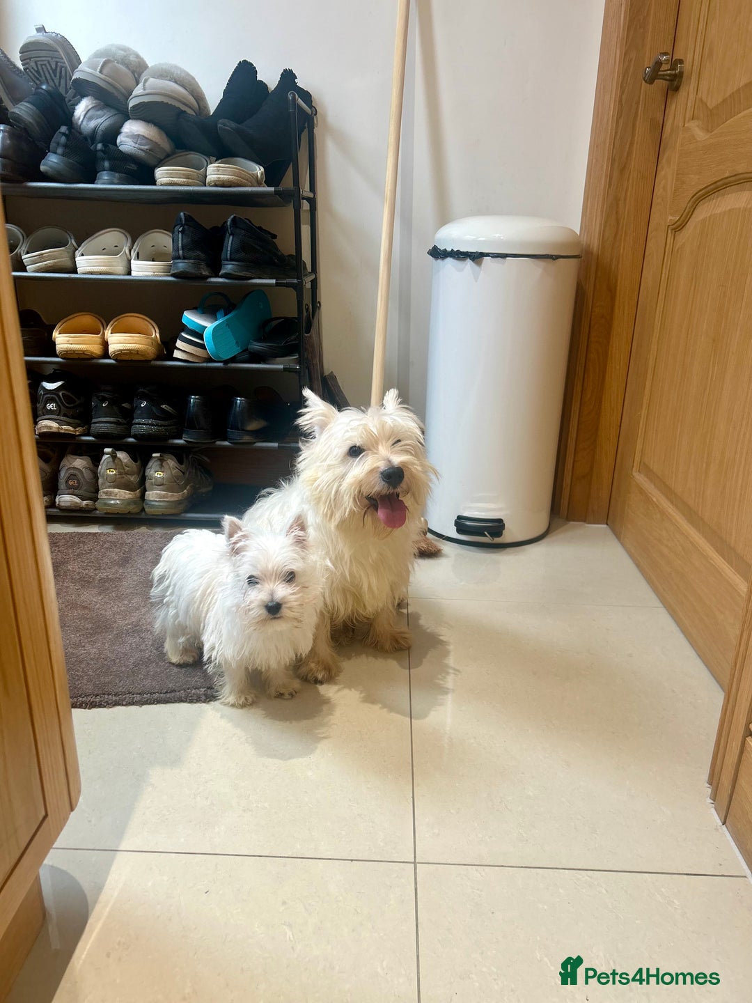 West Highland Terrier dogs for sale: 🐾💙Very Handsome Westie Boy Ready Now 💙🐾 - Advert 23