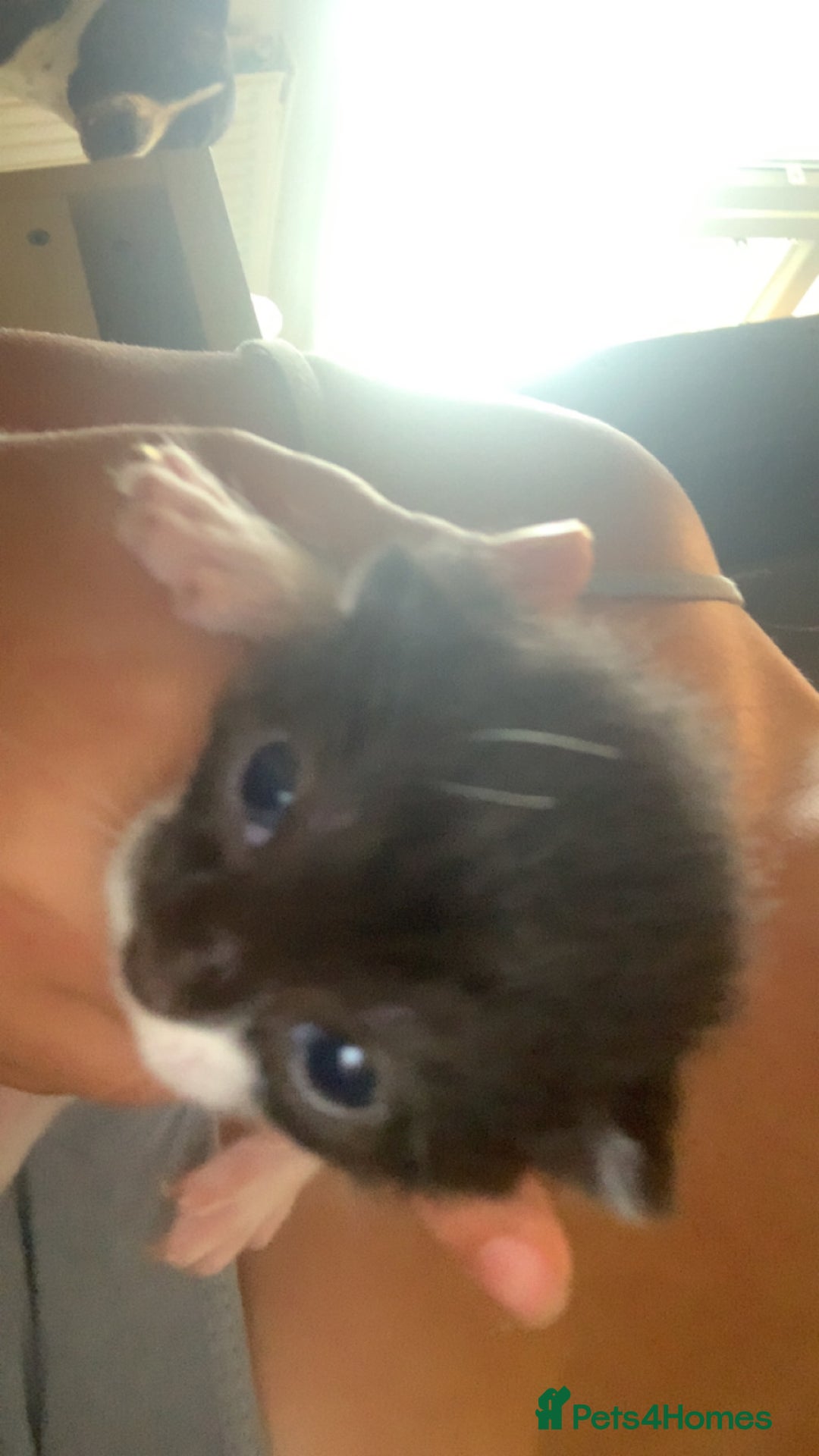 Mixed Breed cats for sale: Mixed breed kittens  - Image 4