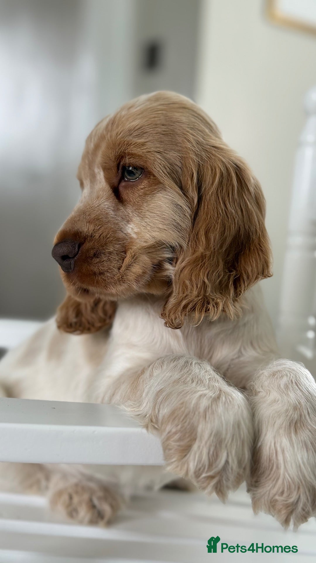 Cocker Spaniel dogs Show type cocker spaniels  - Advert 11