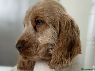 Cocker Spaniel dogs Show type cocker spaniels - Advert 11