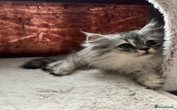 Persian cats for sale: Super cute Persian chinchilla kittens for Sale - Image 1