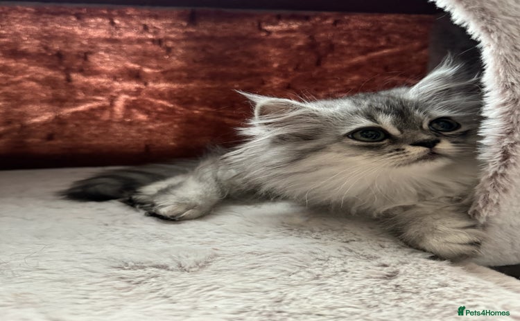 Persian cats - Advert 12