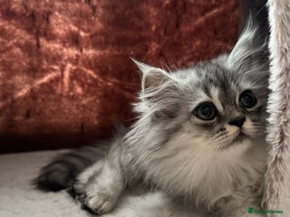 Persian cats - Advert 27