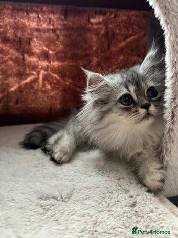Persian cats - Advert 12