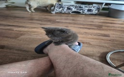 Maine Coon cats for sale: Gorgeous half  maincoon and ragdoll kittens  - Image 12