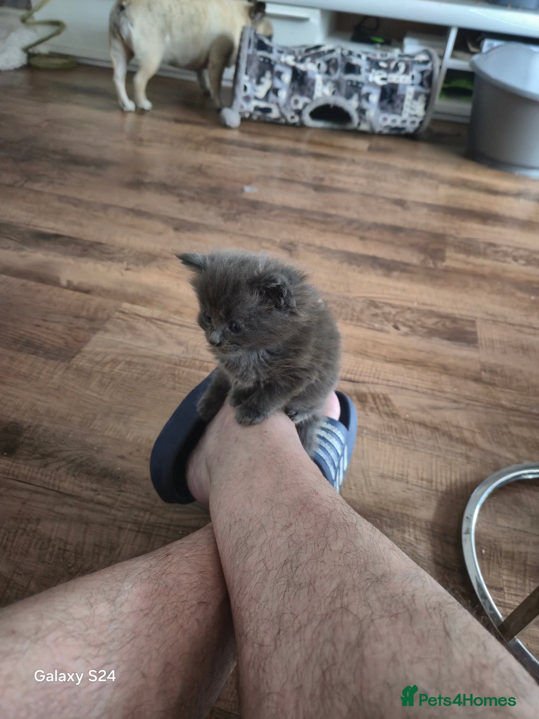 Maine Coon cats for sale: Gorgeous half  maincoon and ragdoll kittens  - Image 12