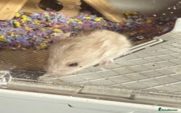 Hamster rodents for sale: Baby Syrian hamsters - Image 2