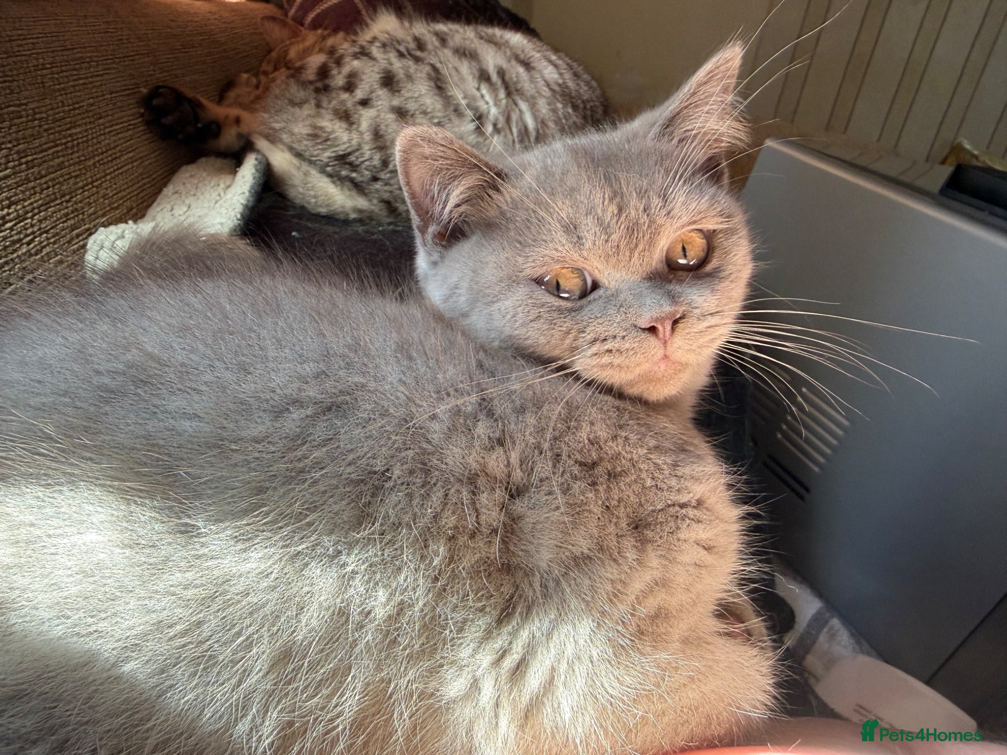 British Shorthair cats Pedigree GCCF kittens  - Advert 2