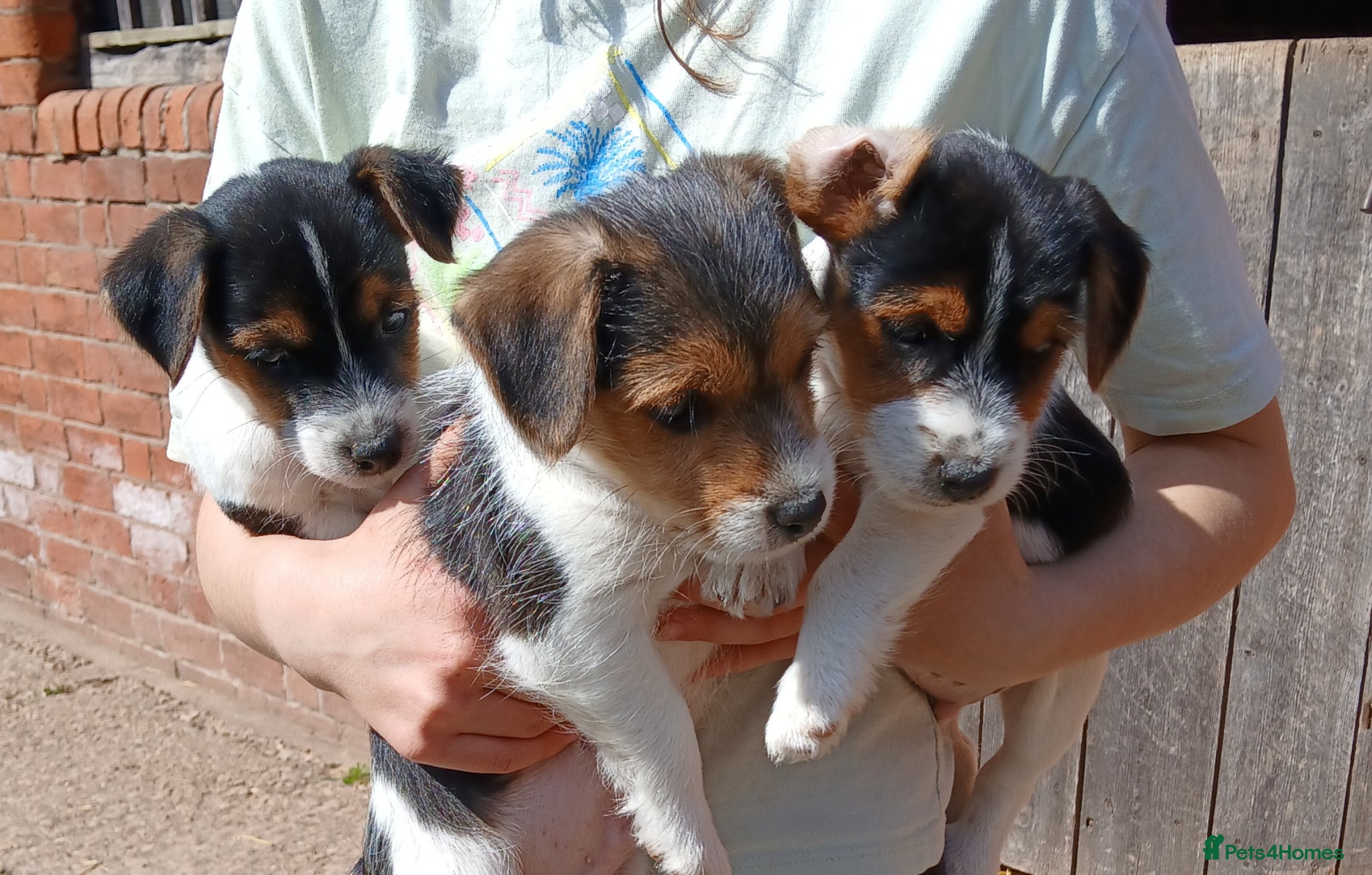 Jack Russell dogs Jack Russel puppies - Advert 2