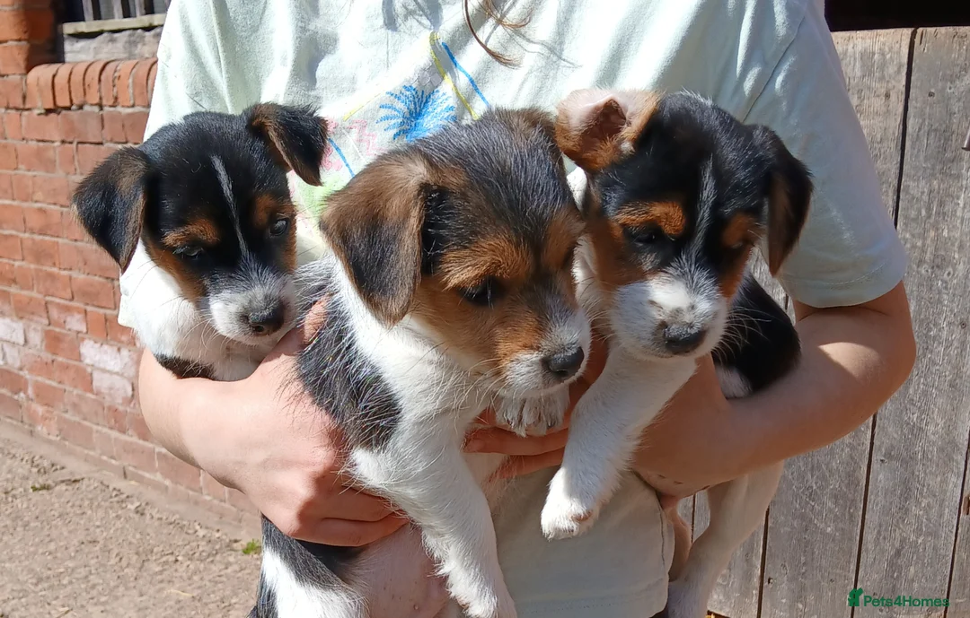 Jack Russell dogs for sale: Jack Russel puppies - Advert 1