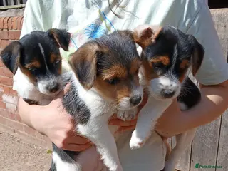 Jack Russell dogs Jack Russel puppies - Advert 2
