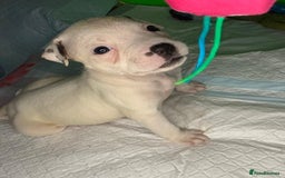 American Bulldog dogs for sale: American Bulldog - Image 11