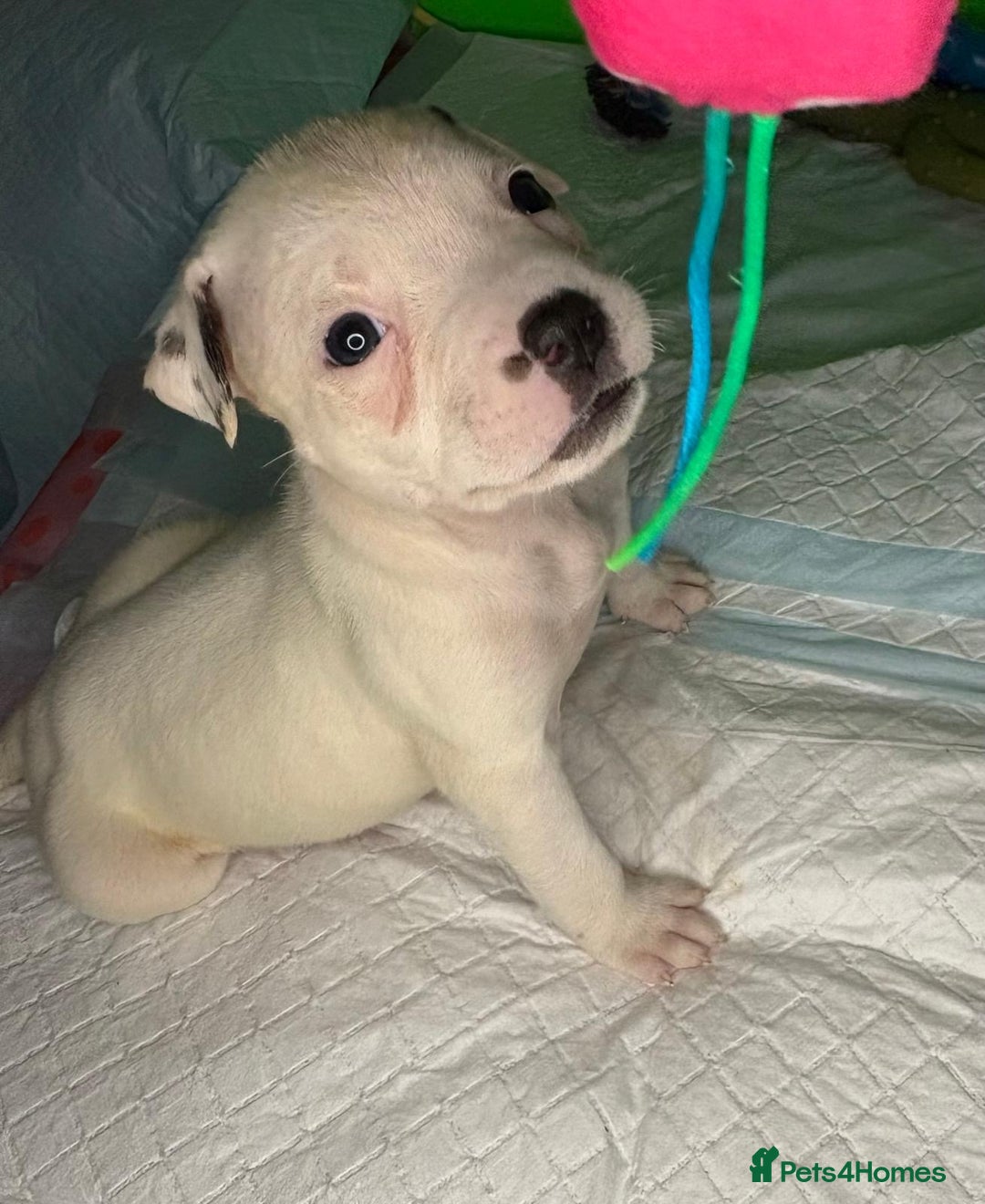 American Bulldog dogs for sale: American Bulldog - Image 11