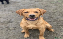Labrador Retriever dogs for stud: 3 year old Fox Red Labrador Stud KC Registered  in Henley-on-Thames - Image 4
