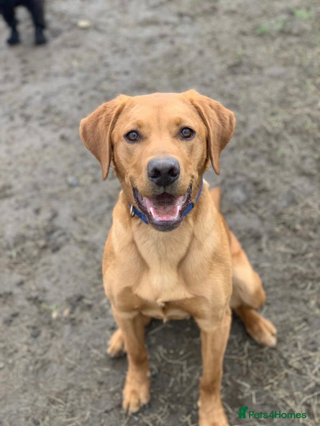 Labrador Retriever dogs for stud: 3 year old Fox Red Labrador Stud KC Registered  in Henley-on-Thames - Image 4