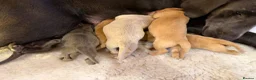 Labrador Retriever dogs for sale: Labrador puppies - Advert 29