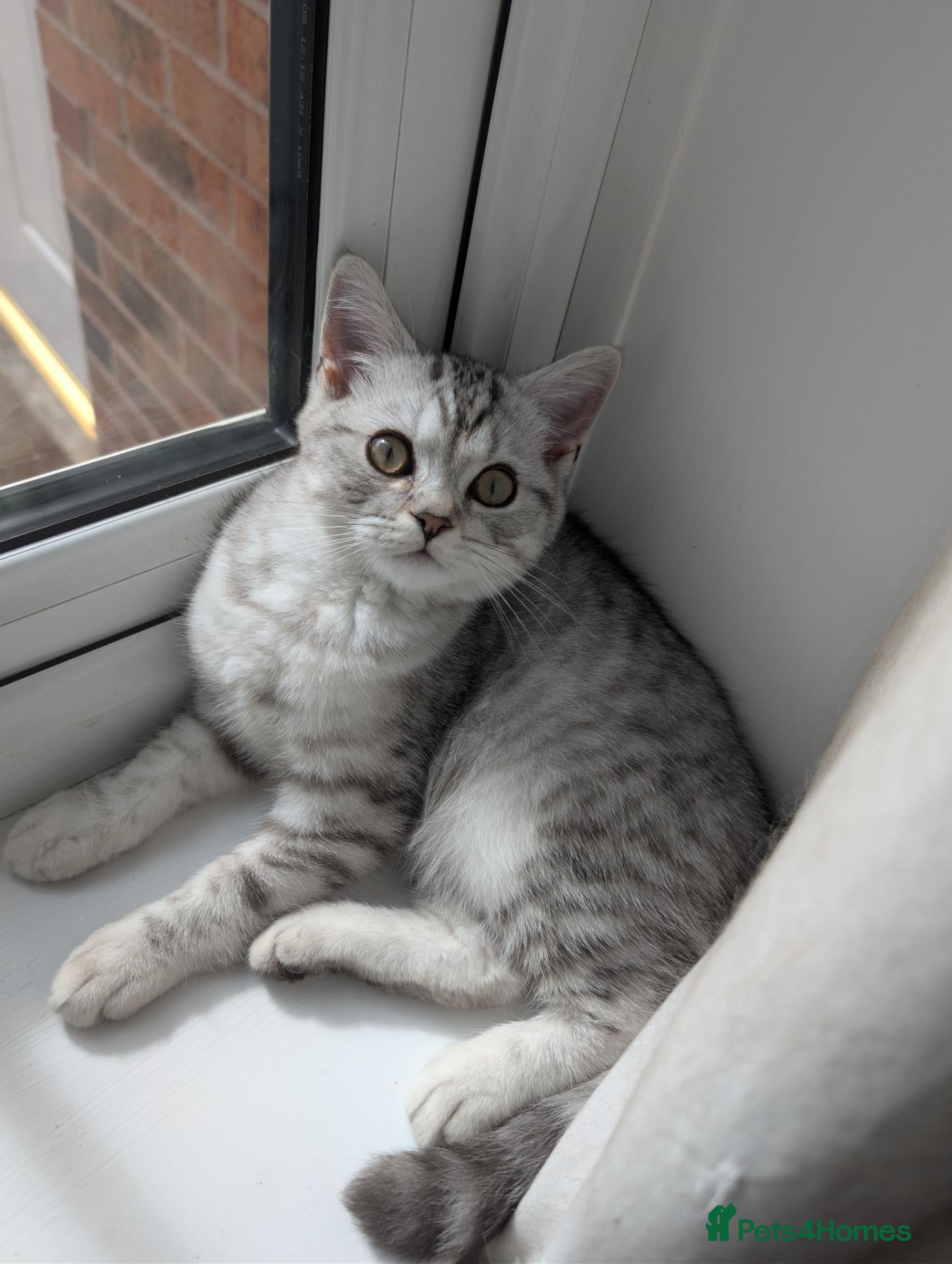 British Shorthair cats Full British shorthairs kittens READY NOW! - Advert 11