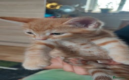 Mixed Breed cats for sale: Kittens ready to go now. - Image 7