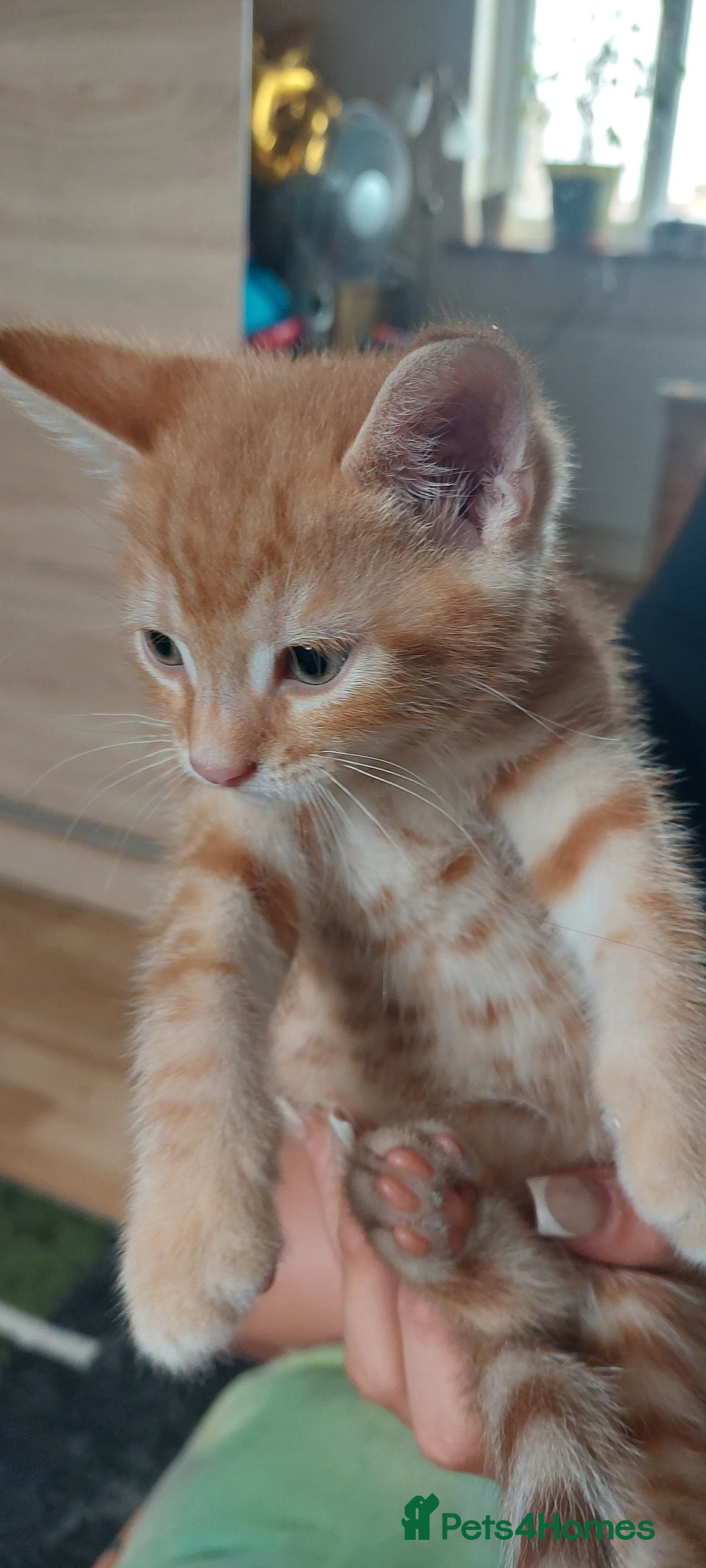 Mixed Breed cats for sale: Kittens ready to go now. - Image 7