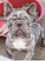 French Bulldog dogs - Advert 8