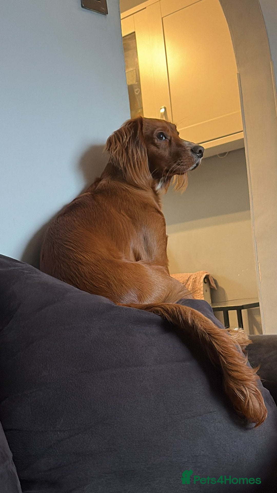 Cocker Spaniel dogs for sale: Rehoming - Advert 2