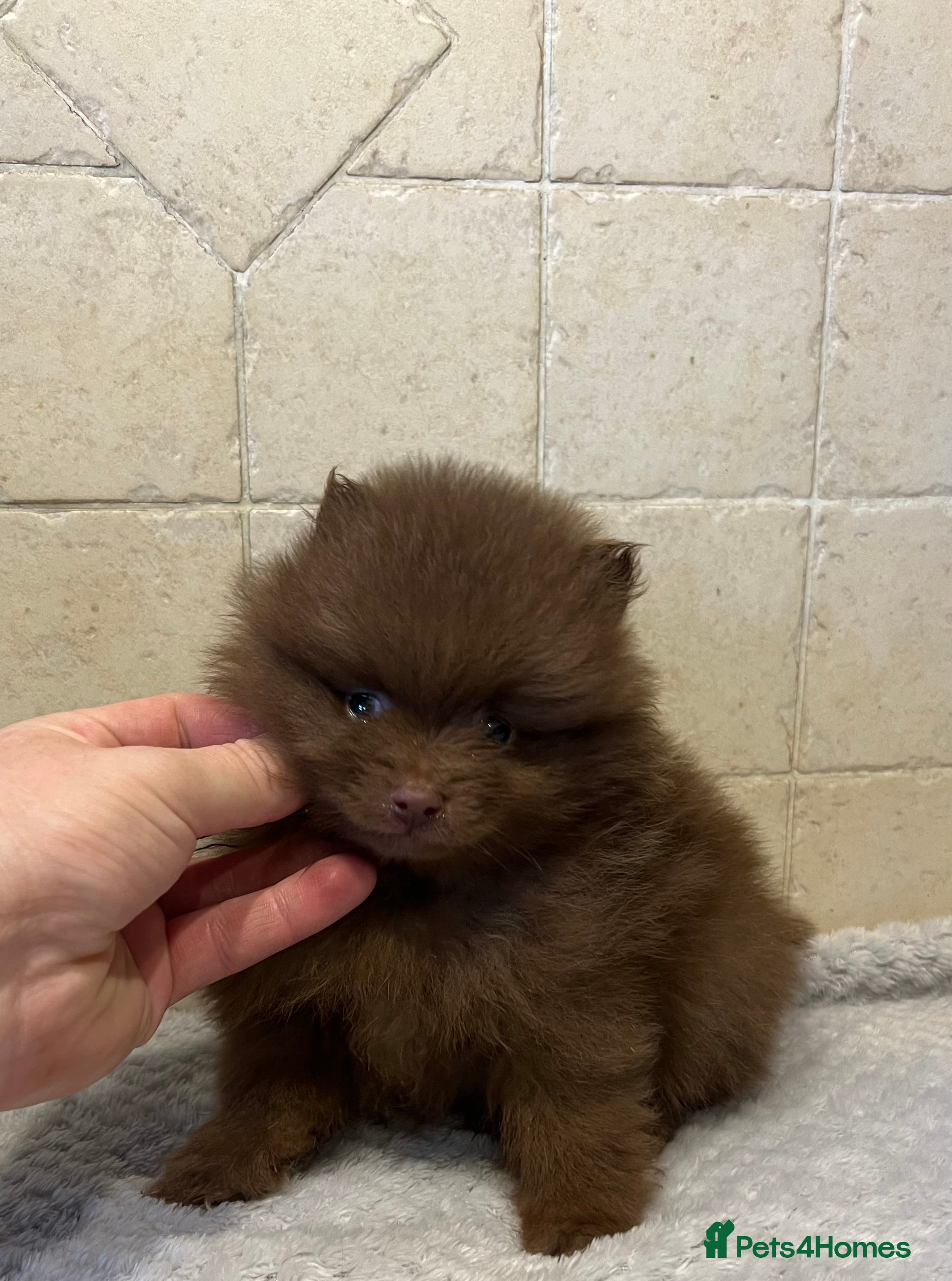 Pomeranian dogs Last little male  - Advert 7