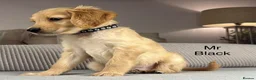 Goldendoodle dogs for sale: BEAUTIFUL HEALTHY LOVING PUPPIES  - Advert 26