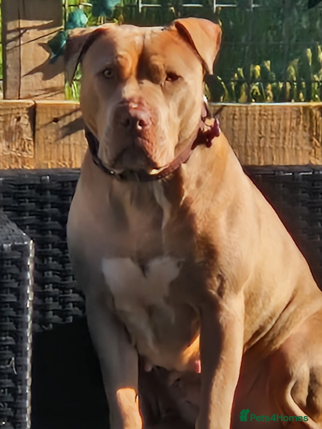 Mixed Breed dogs for sale: Kaya 3 year old - Image 3