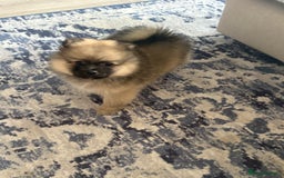 Pomeranian dogs for sale: Pomeranian puppies - Image 1