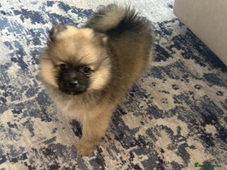 Pomeranian dogs - Advert 1