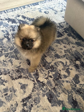 Pomeranian dogs - Advert 2