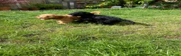 Cockapoo dogs for sale: Gorgeous Cockapoo Boys  - Advert 8