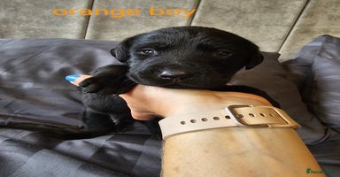 Labrador Retriever dogs - Advert 5